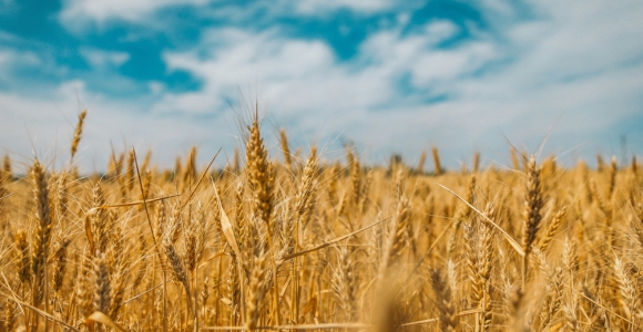 The Harvest Is Great, the Laborers Few