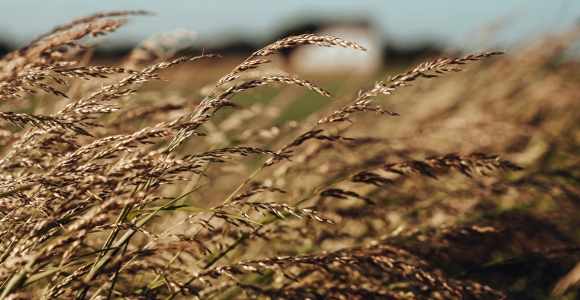 Parables that Harm