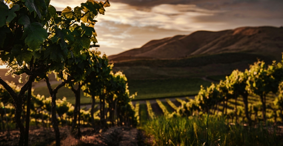 Who Owns the Vineyard? Jesus and the Politics of Justice